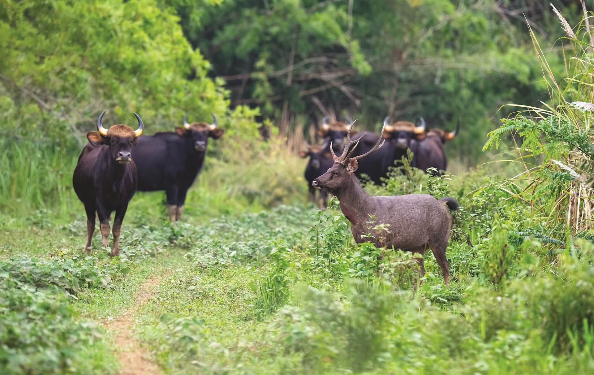 Rừng quốc gia Nam Cát Tiên